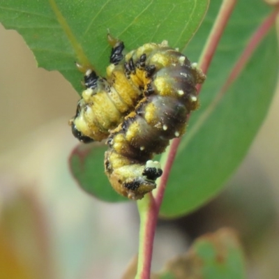 Perginae sp. (subfamily) (Unidentified pergine sawfly) at Fisher, ACT - 24 Dec 2020 by SandraH