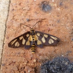 Amata (genus) (Handmaiden Moth) at Isaacs, ACT - 22 Dec 2020 by Mike