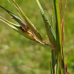 Themeda triandra (Kangaroo Grass) at Bass Gardens Park, Griffith - 23 Dec 2020 by SRoss