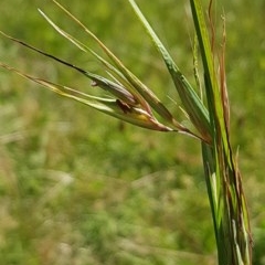 Themeda triandra at Griffith, ACT - 24 Dec 2020 10:18 AM