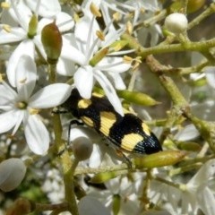 Castiarina australasiae (A jewel beetle) at Tuggeranong Hill - 23 Dec 2020 by Owen