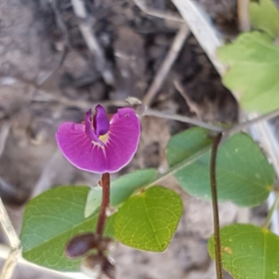 Glycine tabacina (Variable Glycine) at Lyneham, ACT - 24 Dec 2020 by tpreston