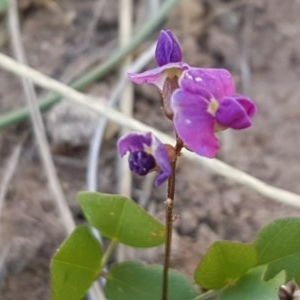 Glycine tabacina at Lyneham, ACT - 24 Dec 2020 11:00 AM