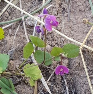 Glycine tabacina at Lyneham, ACT - 24 Dec 2020 11:00 AM