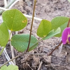 Glycine tabacina at Lyneham, ACT - 24 Dec 2020 11:00 AM