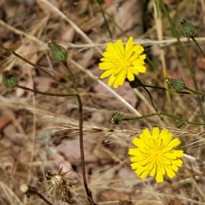 Unverified Daisy at Crace Grasslands - 24 Dec 2020 by trevorpreston