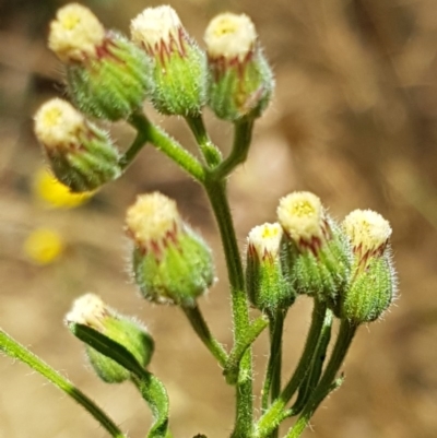 Erigeron sumatrensis (Tall Fleabane) at Lyneham, ACT - 24 Dec 2020 by tpreston