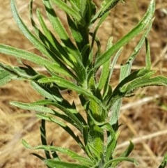 Erigeron sumatrensis at Lyneham, ACT - 24 Dec 2020