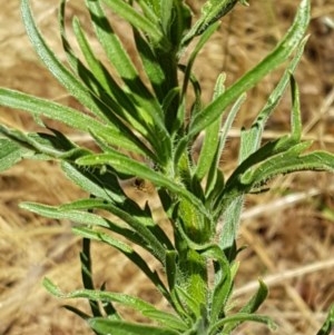 Erigeron sumatrensis at Lyneham, ACT - 24 Dec 2020 11:18 AM