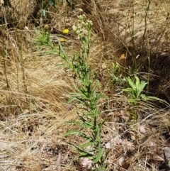 Erigeron sumatrensis at Lyneham, ACT - 24 Dec 2020