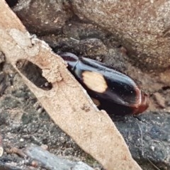 Sphallomorpha sp. (genus) (Unidentified Sphallomorpha ground beetle) at Crace Grasslands - 24 Dec 2020 by tpreston
