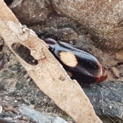 Sphallomorpha sp. (genus) (Unidentified Sphallomorpha ground beetle) at Lyneham, ACT - 24 Dec 2020 by trevorpreston