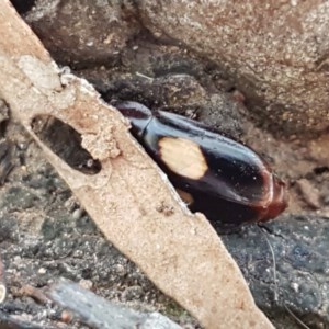 Sphallomorpha sp. (genus) at Lyneham, ACT - 24 Dec 2020