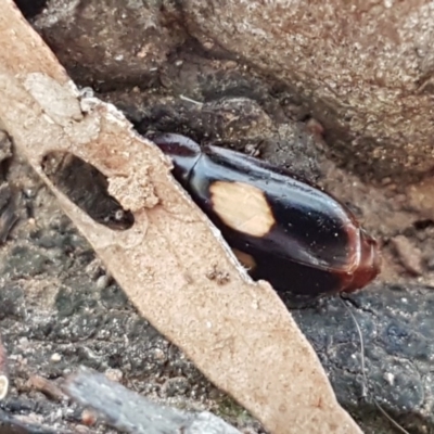 Sphallomorpha sp. (genus) (Unidentified Sphallomorpha ground beetle) at Lyneham, ACT - 24 Dec 2020 by trevorpreston