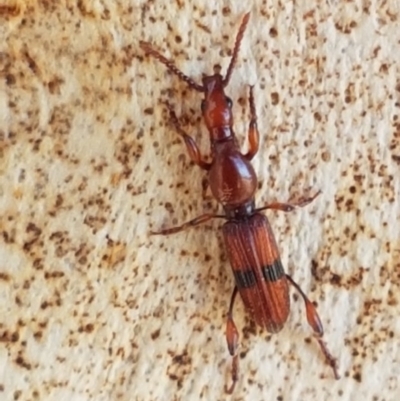 Cyphagogus sp. (Brentid weevil) at Crace Grasslands - 24 Dec 2020 by tpreston