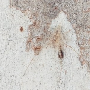 Tamopsis sp. (genus) at Lyneham, ACT - 24 Dec 2020