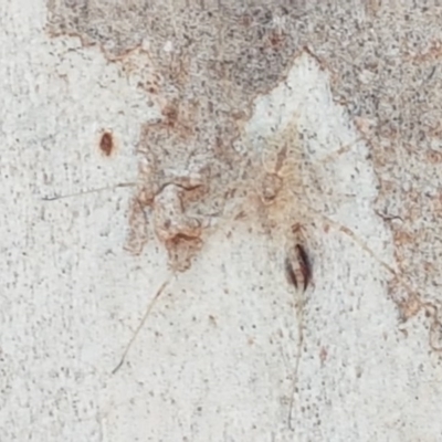 Tamopsis sp. (genus) (Two-tailed spider) at Lyneham, ACT - 24 Dec 2020 by tpreston