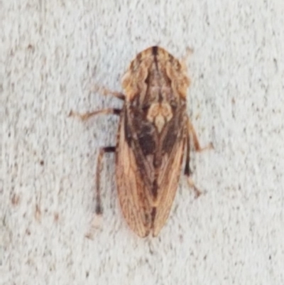Stenocotis sp. (genus) (A Leafhopper) at Lyneham, ACT - 24 Dec 2020 by trevorpreston