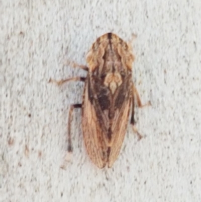 Stenocotis sp. (genus) (A Leafhopper) at Crace Grasslands - 24 Dec 2020 by tpreston