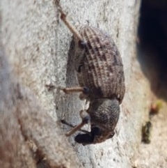 Rhinaria sp. (genus) (Unidentified Rhinaria weevil) at Crace Grasslands - 24 Dec 2020 by tpreston