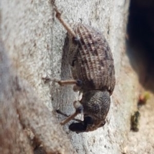 Rhinaria sp. (genus) at Lyneham, ACT - 24 Dec 2020 11:25 AM