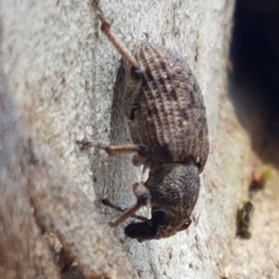 Rhinaria sp. (genus) (Unidentified Rhinaria weevil) at Crace Grasslands - 24 Dec 2020 by tpreston