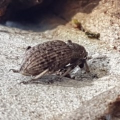 Rhinaria sp. (genus) at Lyneham, ACT - 24 Dec 2020 11:25 AM