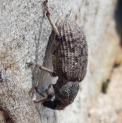 Rhinaria sp. (genus) at Lyneham, ACT - 24 Dec 2020 11:25 AM