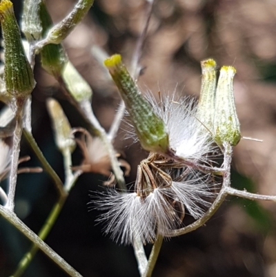 Senecio quadridentatus (Cotton Fireweed) at Crace Grasslands - 24 Dec 2020 by tpreston