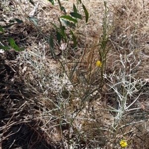 Senecio quadridentatus at Lyneham, ACT - 24 Dec 2020