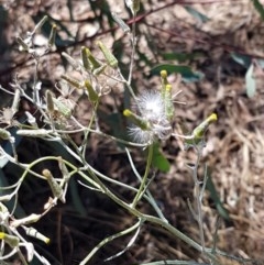 Senecio quadridentatus at Lyneham, ACT - 24 Dec 2020