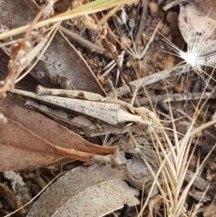 Austroicetes sp. (genus) (A grasshopper) at Lyneham, ACT - 24 Dec 2020 by trevorpreston