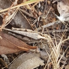 Austroicetes sp. (genus) (A grasshopper) at Crace Grasslands - 24 Dec 2020 by tpreston