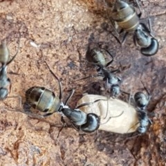 Camponotus aeneopilosus (A Golden-tailed sugar ant) at Lyneham, ACT - 24 Dec 2020 by trevorpreston