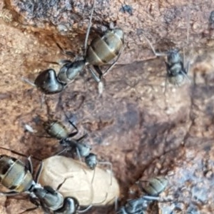 Camponotus aeneopilosus at Lyneham, ACT - 24 Dec 2020 11:33 AM