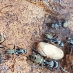 Camponotus aeneopilosus at Lyneham, ACT - 24 Dec 2020 11:33 AM