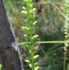 Microtis parviflora (Slender Onion Orchid) at Bruce, ACT - 20 Dec 2020 by Wen
