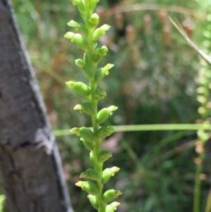 Microtis parviflora at Bruce, ACT - 20 Dec 2020