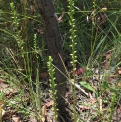 Microtis parviflora at Bruce, ACT - 20 Dec 2020