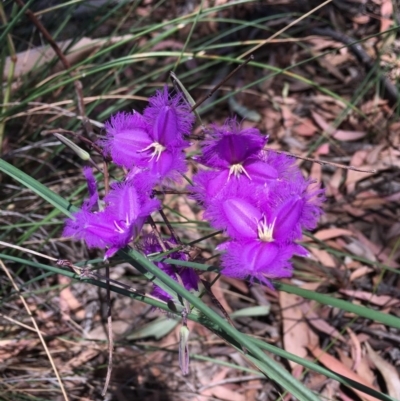 Thysanotus tuberosus subsp. tuberosus (Common Fringe-lily) at Gossan Hill - 20 Dec 2020 by Wen