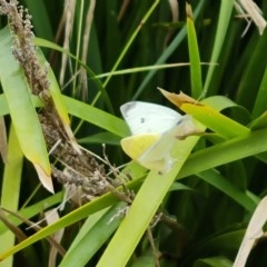 Pieris rapae (Cabbage White) at Isaacs, ACT - 21 Dec 2020 by Mike