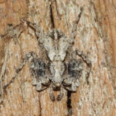 Stephanopis sp. (genus) (Knobbly crab spider) at Acton, ACT - 18 Dec 2020 by TimL