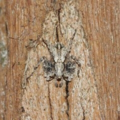 Stephanopis sp. (genus) at Acton, ACT - 18 Dec 2020