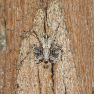 Stephanopis sp. (genus) at Acton, ACT - 18 Dec 2020