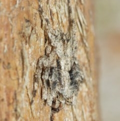 Stephanopis sp. (genus) at Acton, ACT - 18 Dec 2020