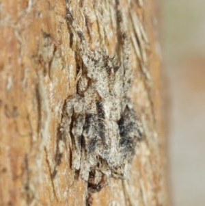 Stephanopis sp. (genus) at Acton, ACT - 18 Dec 2020