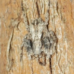 Stephanopis sp. (genus) at Acton, ACT - 18 Dec 2020