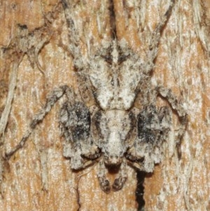 Stephanopis sp. (genus) at Acton, ACT - 18 Dec 2020