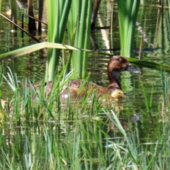 Aythya australis (Hardhead) at Jerrabomberra Wetlands - 24 Dec 2020 by RodDeb