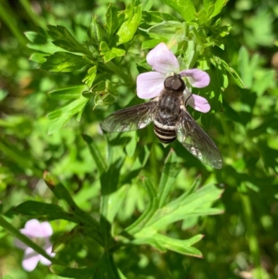 Villa sp. (genus) (Unidentified Villa bee fly) at Murrumbateman, NSW - 24 Dec 2020 by SimoneC